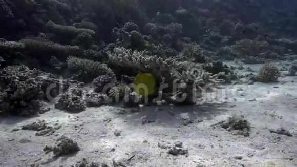 红海珊瑚下的半丝虫面具蝴蝶鱼视频的预览图