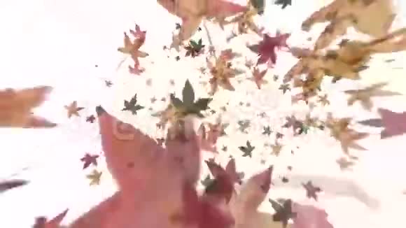 秋叶飘落涡动画视频的预览图