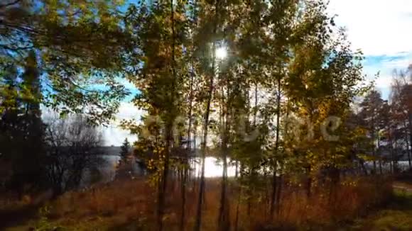 漫步在秋松林畔的江岸秋色山水间视频的预览图
