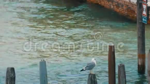美丽的大海鸥坐在威尼斯水上的木梁上视频的预览图
