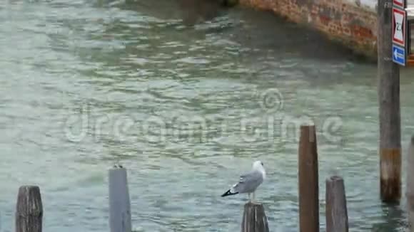 海鸥坐在大运河著名的威尼斯运河的木杆上视频的预览图