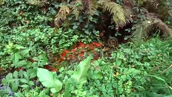 森林里的溪流秋天的风景视频的预览图