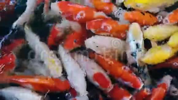 喂食五颜六色的花式鲤鱼鱼的锦鲤鱼挤在游泳池里争夺食物全高清视频的预览图