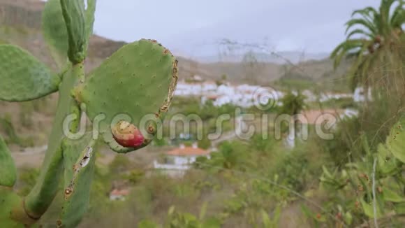 金丝雀仙人掌上面有水果背景是小镇视频的预览图