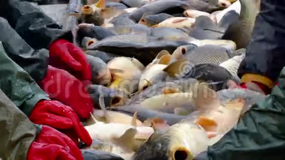 渔民手中的鲜鱼视频的预览图