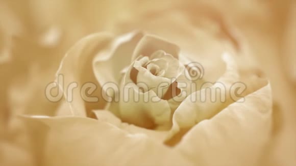 接近开放的白玫瑰盛开的白玫瑰视频的预览图