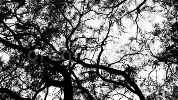 对树木的恐慌视频的预览图