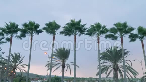 日出时棕榈枝在大风中摇曳视频的预览图