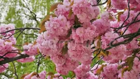 粉红色的樱花乌克兰乌日戈罗德的日本樱花盛开视频的预览图