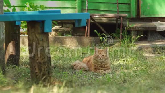 夏天房子附近的草地上躺着一只姜猫视频的预览图