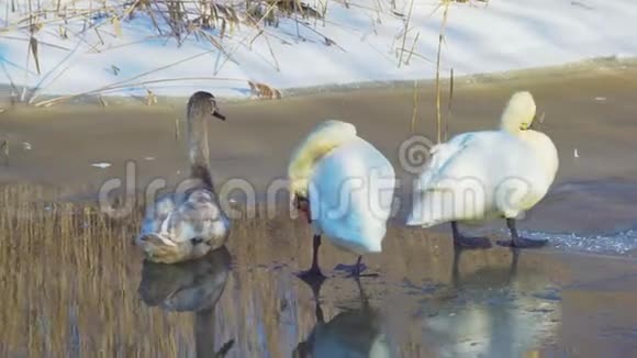 在池塘上过冬的天鹅视频的预览图