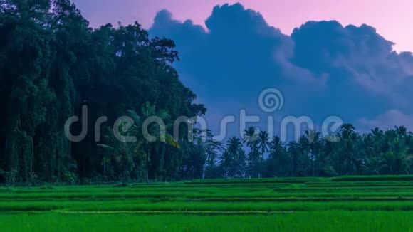 在印度尼西亚的巴厘岛上日落时分的云层笼罩着热带大树和稻田视频的预览图