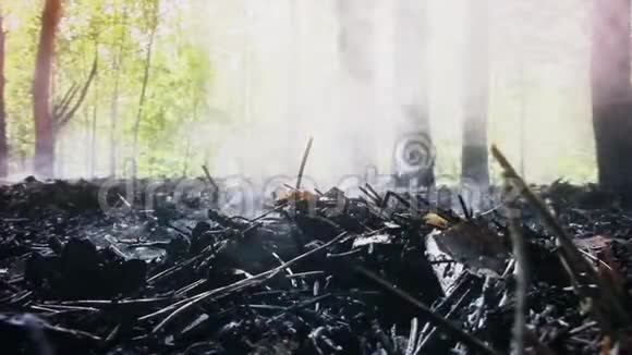 松林地面吸烟新品质自然景观凉爽视频片段视频的预览图