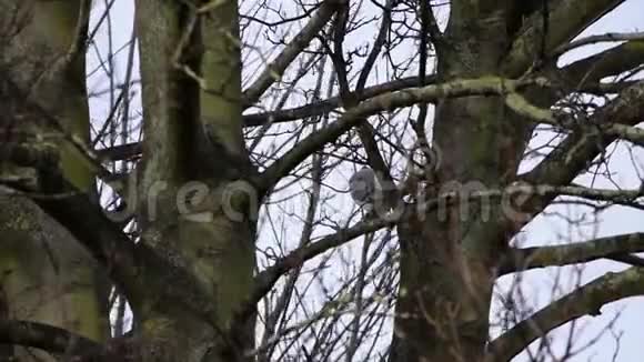 雨天树枝上单鸽视频的预览图