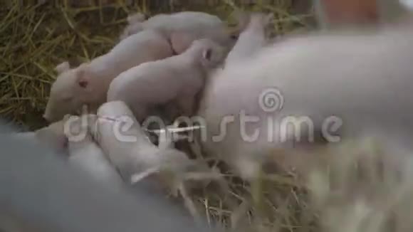 母猪和小猪在4K内玩耍和归还稻草视频的预览图