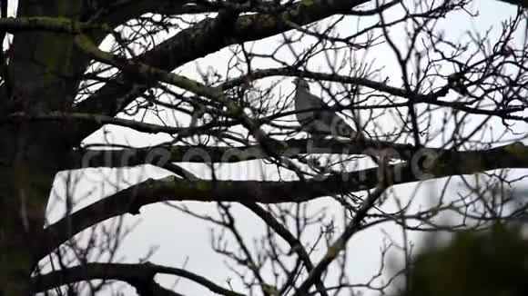 雨天树枝上单鸽视频的预览图