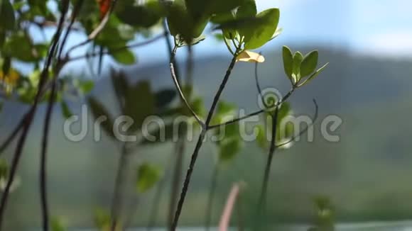 被风吹动的植物视频的预览图