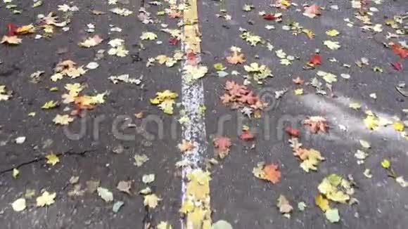 沥青路有黄红色落叶视频的预览图