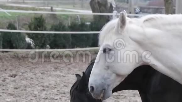 两匹种马在栅栏里吃干草视频的预览图