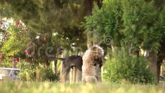 活动小狗在草地上嬉戏动作缓慢小狗一起玩视频的预览图