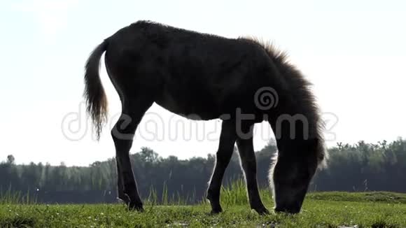 一匹带着白色鬃毛的黑马在邋遢的草坪上割草视频的预览图