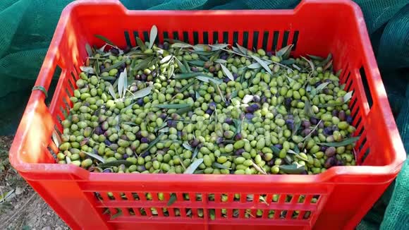 盒子里和采摘网上的新鲜橄榄在意大利利古里亚塔吉阿斯卡或凯泰利耶品种收获橄榄油生产视频的预览图