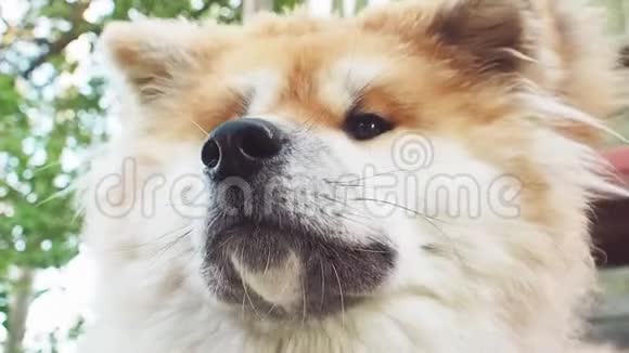 红毛狗种秋田英街上的宠物可爱的毛茸茸的小狗肖像户外视频的预览图