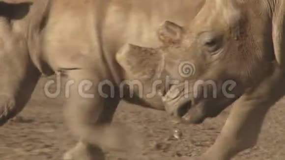 肯尼亚的犀牛视频的预览图
