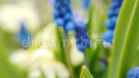 美丽的蓝色淀粉葡萄风信子花在春天花园里绽放的足迹视频的预览图