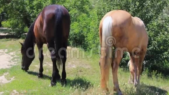 两匹马在牧场上视频的预览图