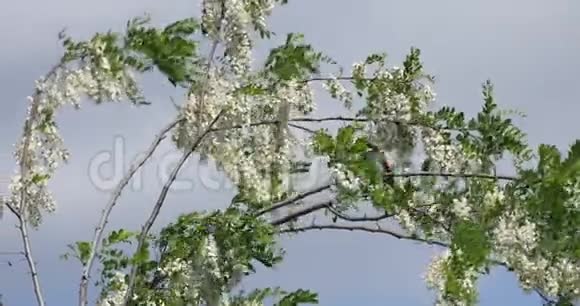 在一个阳光明媚的夏日欧洲的养蜂人栖息在一根棍子上用干净的蓝天背景环顾四周视频的预览图