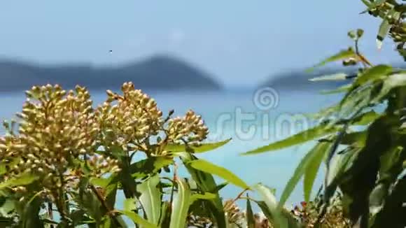 黄色植物后面美丽的海滩视频的预览图