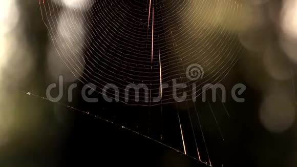 在森林里蜘蛛网清晨视频的预览图