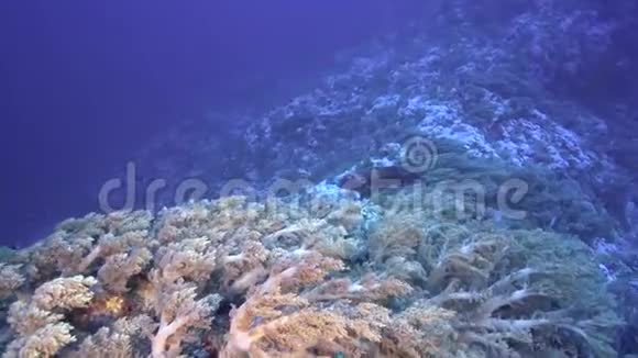 红海狮身人面石礁上的蓝山独角鲨视频的预览图