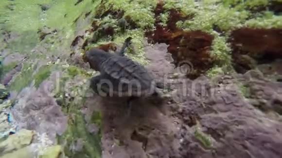 孵化海龟学习游泳视频的预览图