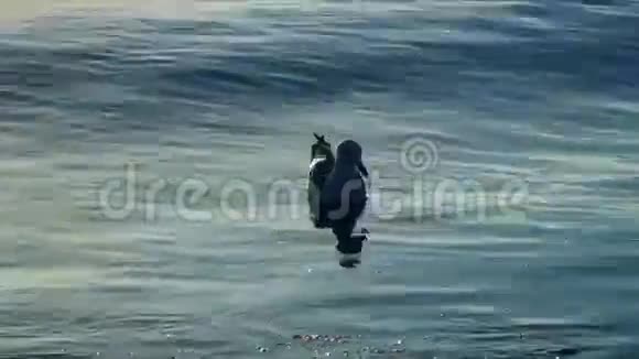 海鸥在平静的海面上捕猎视频的预览图