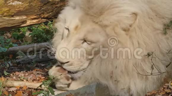 白狮子揉着脸视频的预览图