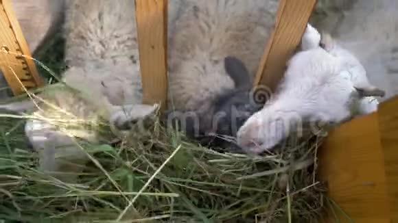 小绵羊和山羊在围场的槽里吃草视频的预览图