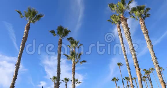 热带树木背景概念视频的预览图