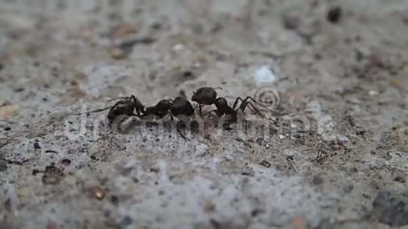 蚂蚁在水泥上打架视频的预览图