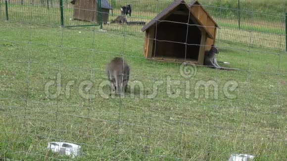 袋鼠动物被围在动物花园里视频的预览图