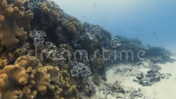 穿过一个健康的珊瑚礁视频的预览图
