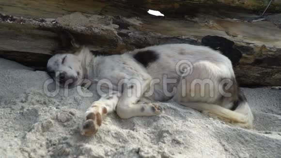 睡在亚洲巴厘岛海滩沙滩上的无家可归的狗视频的预览图