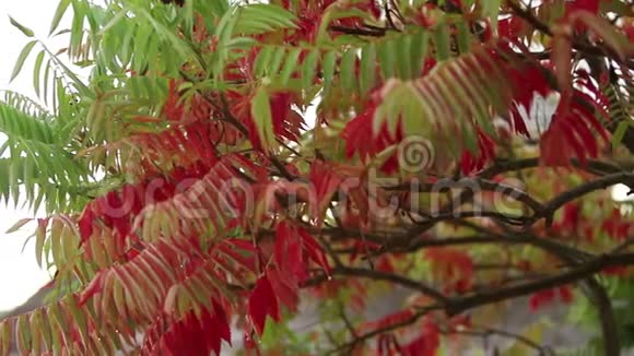 林中红秋叶倾盆大雨和潮湿的叶子在秋天的时候雨滴落在五颜六色上的缓慢运动视频的预览图