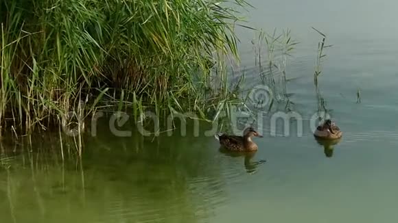 两只游泳的棕色鸭子在一个湖里在斯洛莫和塞奇视频的预览图