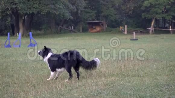 一只可爱的狗边部牧羊犬站在草坪上跳到空中从女教练那里捕捉橙色飞盘视频的预览图