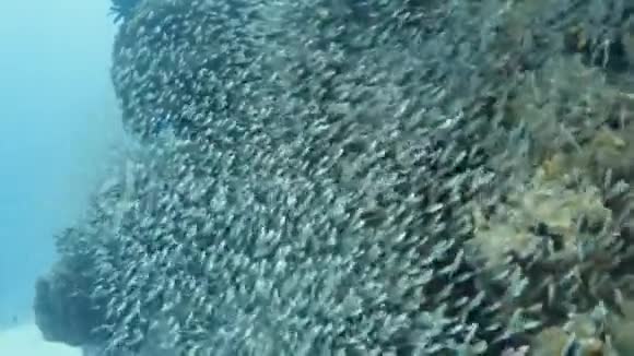 栖息在珊瑚礁上的一群鱼视频的预览图