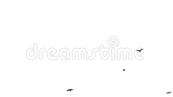 黑色乌鸦飞过头顶Chroma关键镜头白色背景视频的预览图