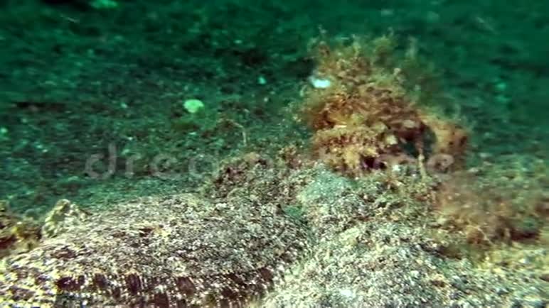 伦贝海峡豹与毛蛙触角纹状动物视频的预览图