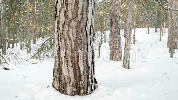 一对情侣在冬日的森林里幸福的男人和女人从一棵树往外看一对美丽的夫妇在散步视频的预览图